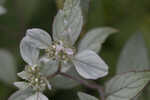 Whiteleaf mountainmint